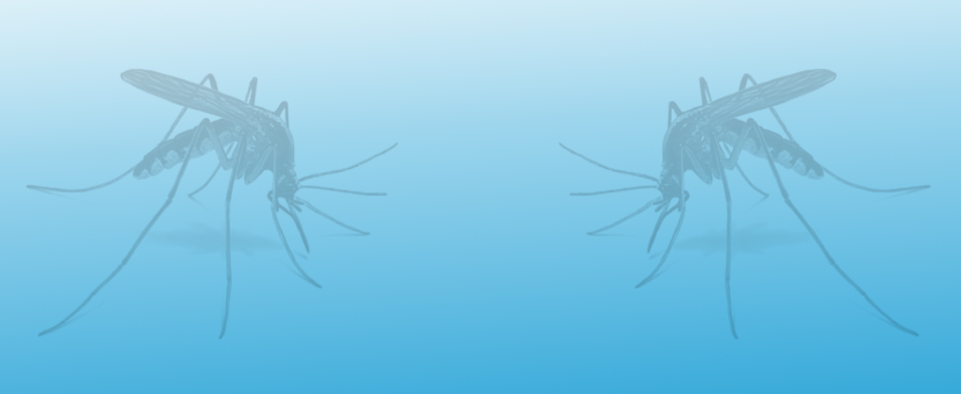 Mosquito