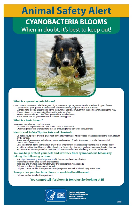 Cyanobacteria Environmental Epidemiology