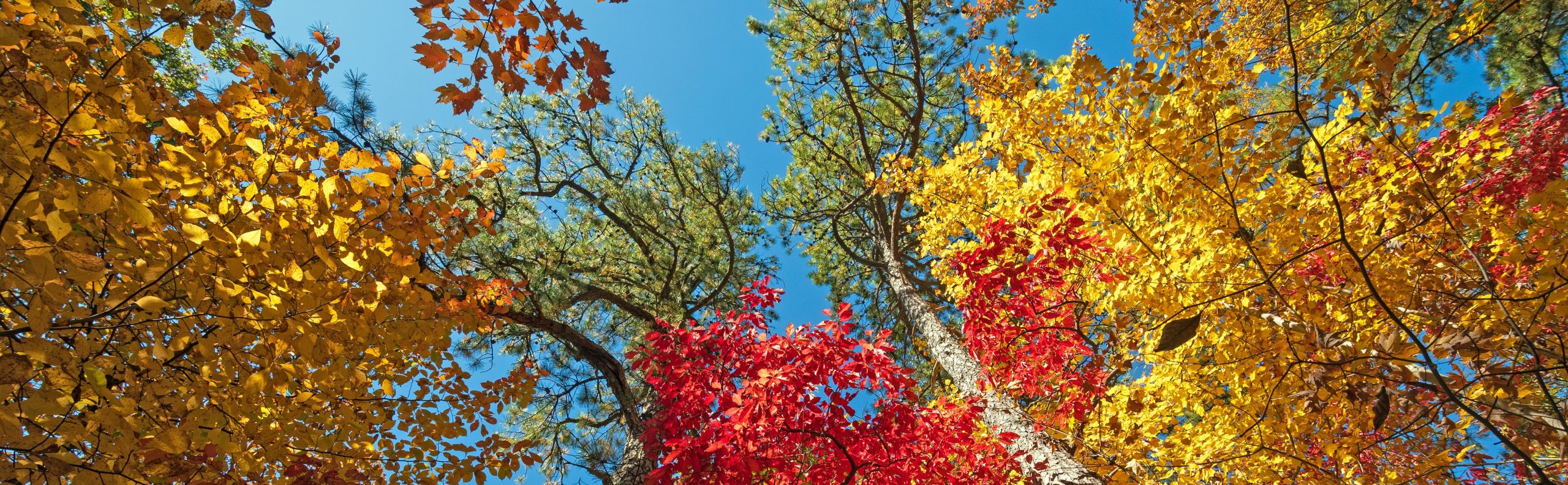 October Ebulletin Header