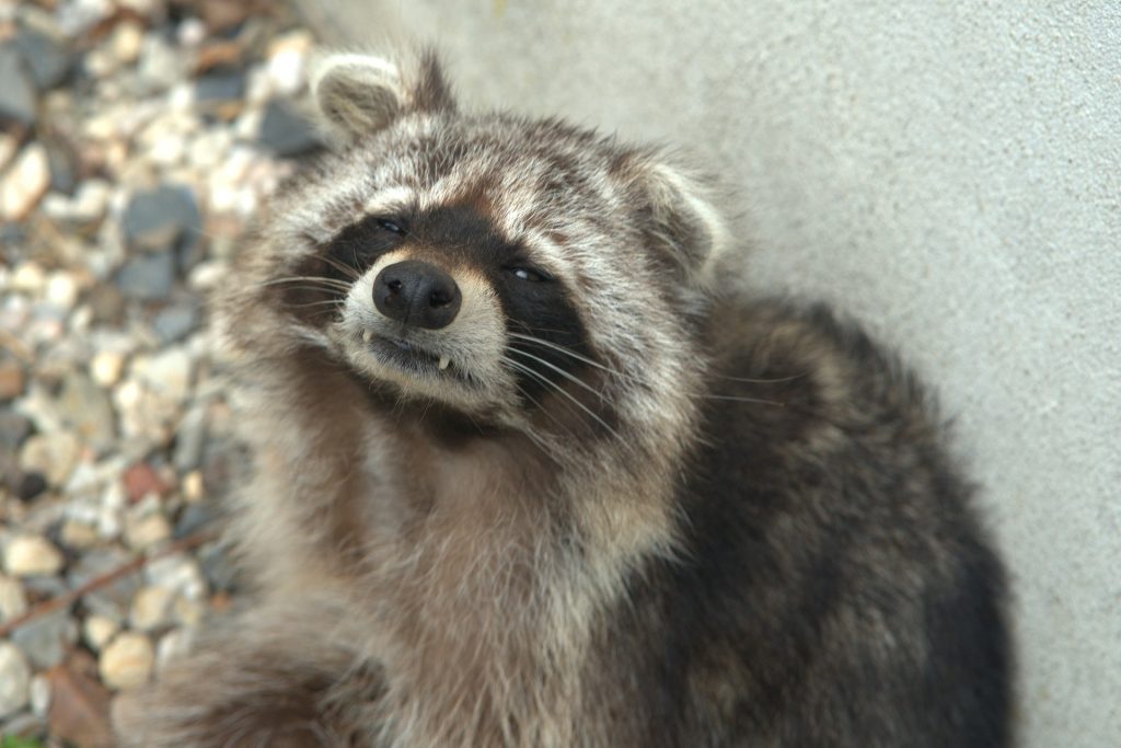 A racoon looking at the camera
