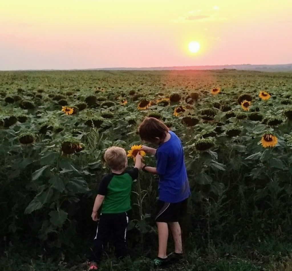 Photo of children in a sunflower field with sun on the horizon