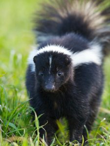 A skunk in a grassy area
