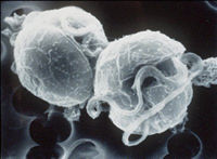 Pfiesteria under microscope