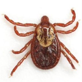 American Dog Tick transmits Rocky Mountain spotted fever (Photo: Bugguide.net)