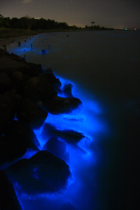 A.monilatum bioluminescence, September 2012 Photo Credit: Virginia Institute of Marine Science