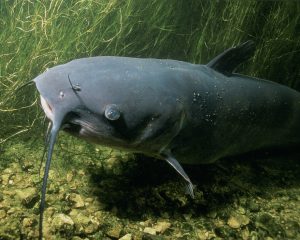 A catfish resting on a riverbed.