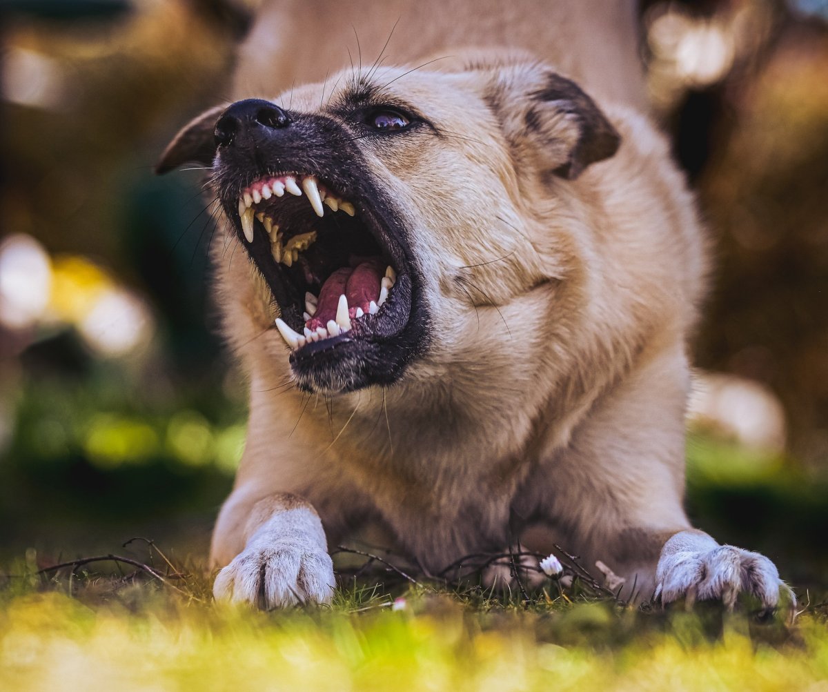 A dog ready to attack with teeth bared.