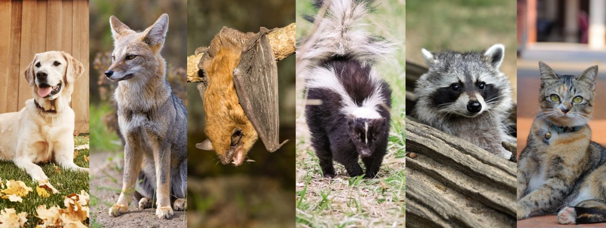 Examples of animals that can contract and spread rabies: dogs, foxes, bats, skunks, raccoons, and cats. 
