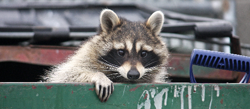 A raccoon poking it's head out of a dumpster