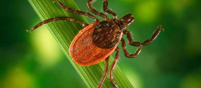 A photo of a person spraying for insects along a walkway