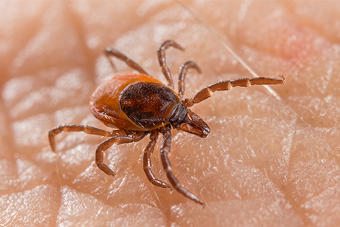 A small deer tick on skin