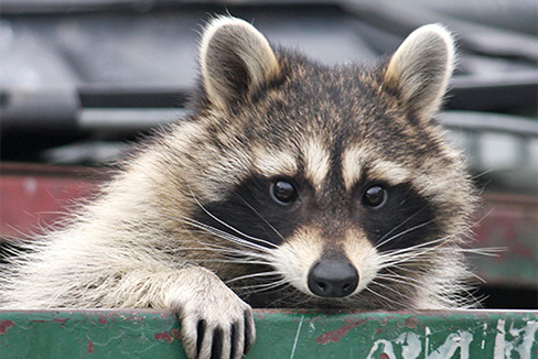 Raccoon peeking out trash can