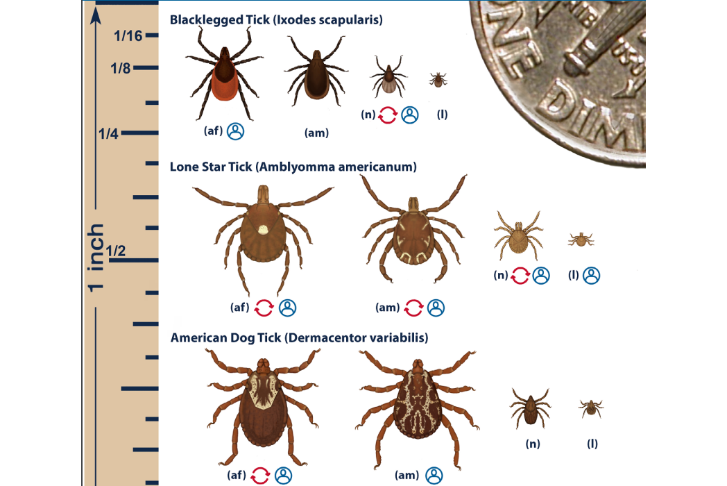 Ticks common to VA with size comparisons