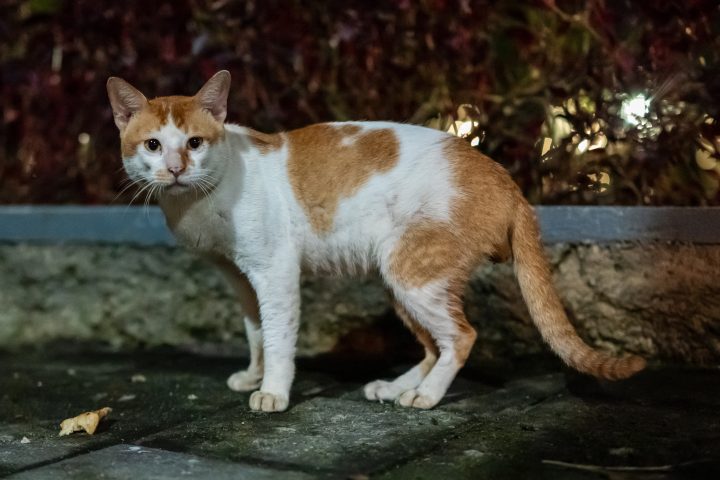 Gato callejero estaba a punto de comer un pedazo de pan que alguien había tirado - imagen de stock