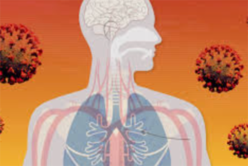 Ilustración de los órganos internos de un cuerpo humano con partículas de covid dando vueltas