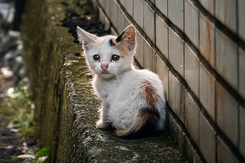 Foto de gatito pequeño sentado en la acera