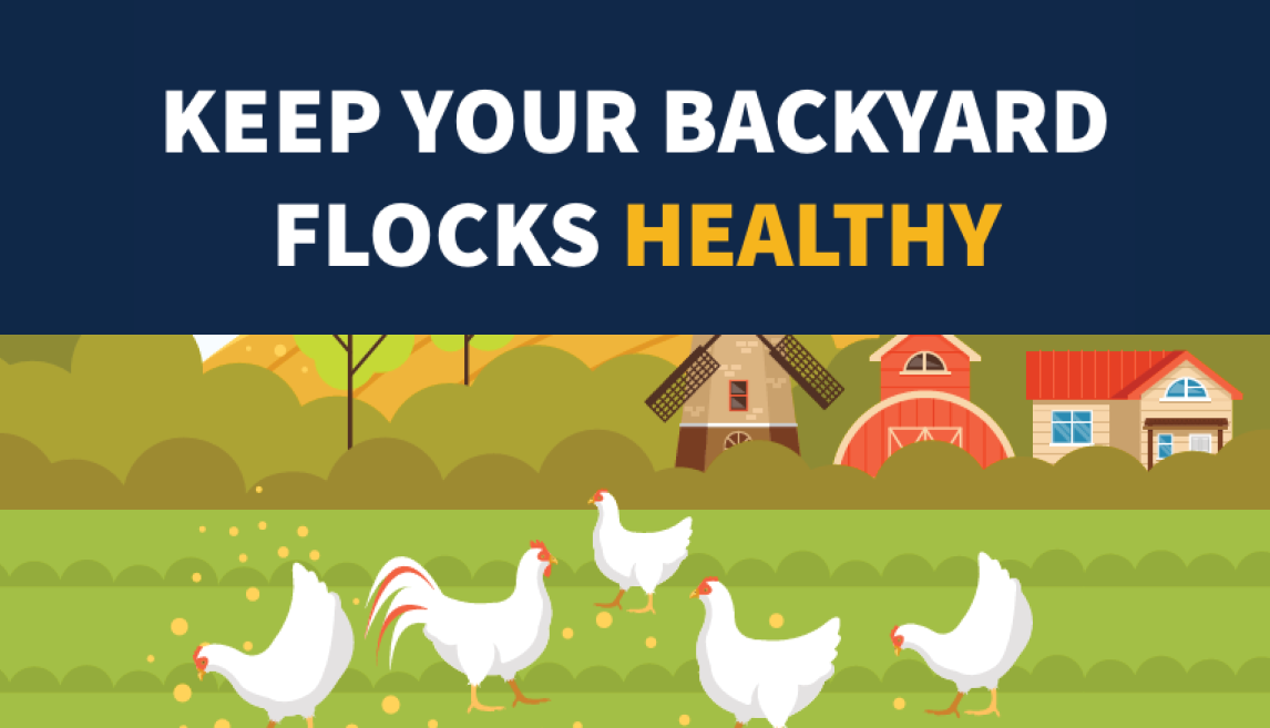 Keep Your Backyard Flocks Healthy - *illustration of chickens on a farm*