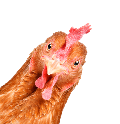 Photo of chicken looking in from the the left