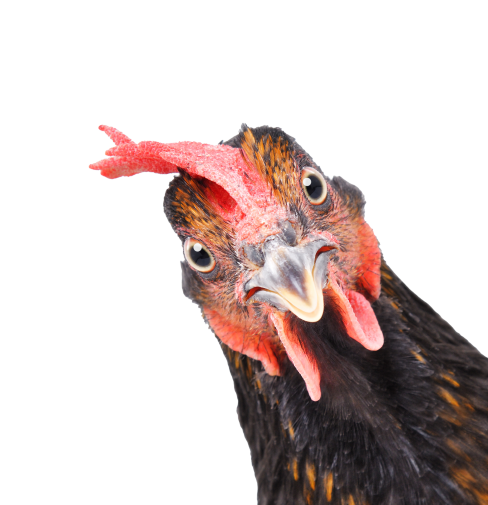 Photo of chicken looking in from the the right