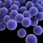 Electron microscope photograph of Staphylococcus aureus showing a cluster of spherical bacteria.
