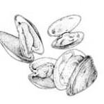 clams1