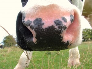 cowNose