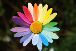 Daisy with petals of various colors