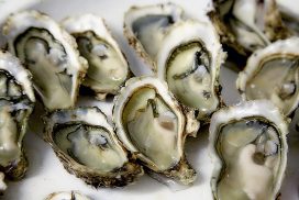 Photo of shucked oysters on a white plate