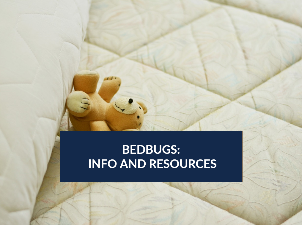 Bedbugs: Info and resources