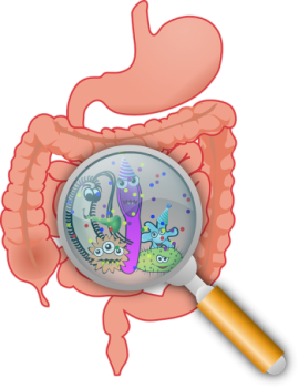 diagram of intestines