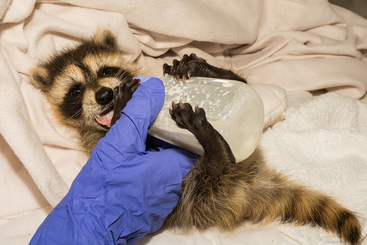 Rabies Control – Animal Contact & Human Health