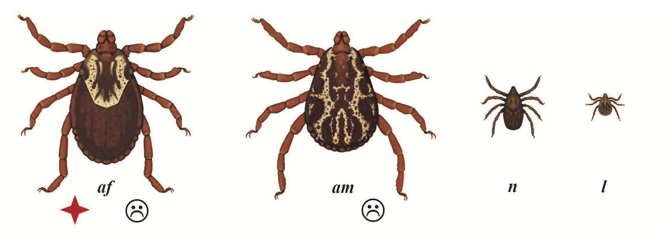 Illustration of life stages of American Dog Tick 