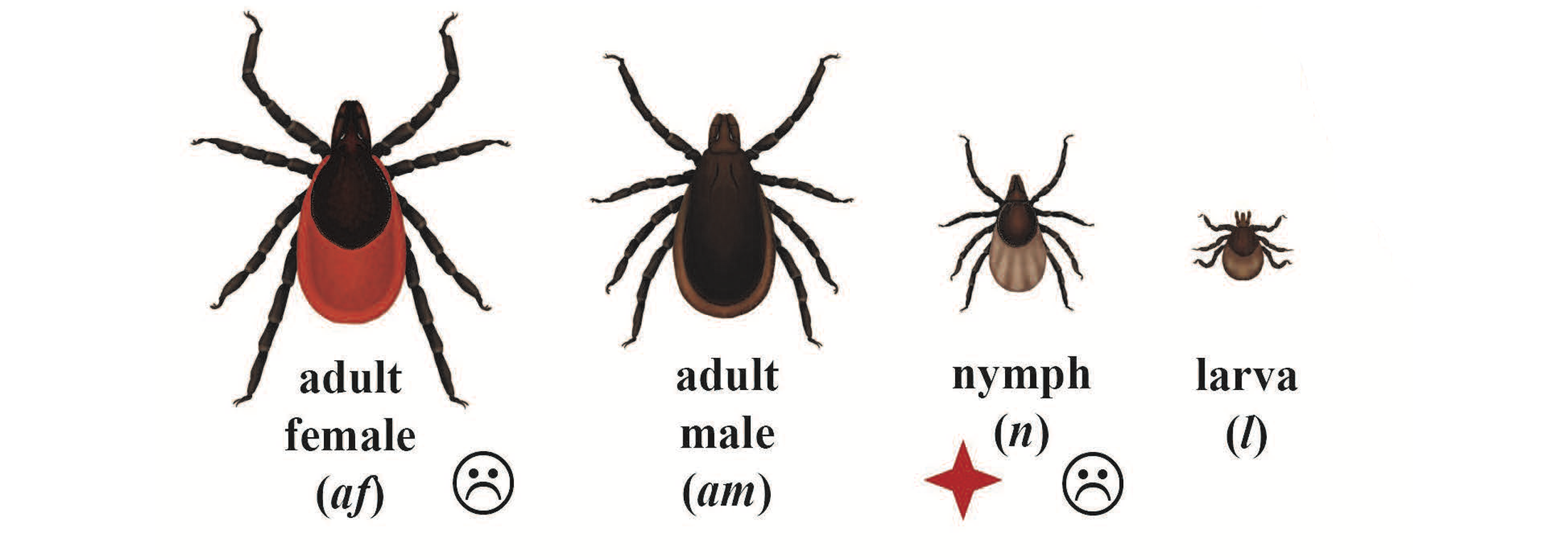 Illustration of Blacklegged Tick life cycle