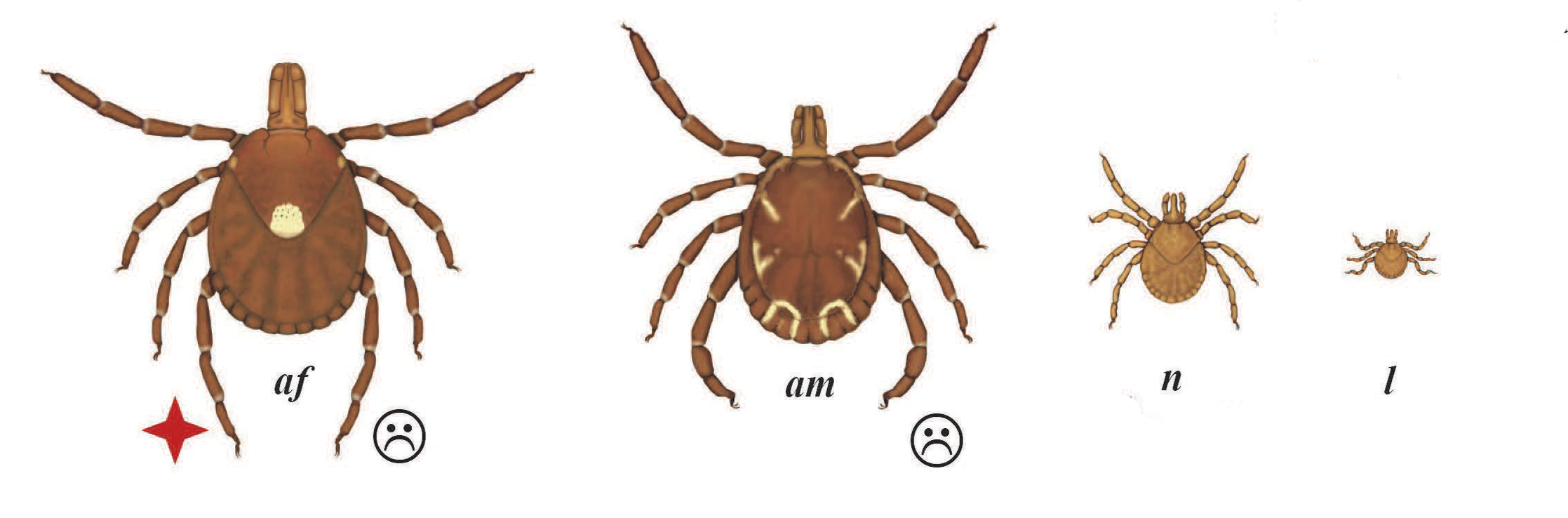 Illustration of Lone Star Tick life cycle