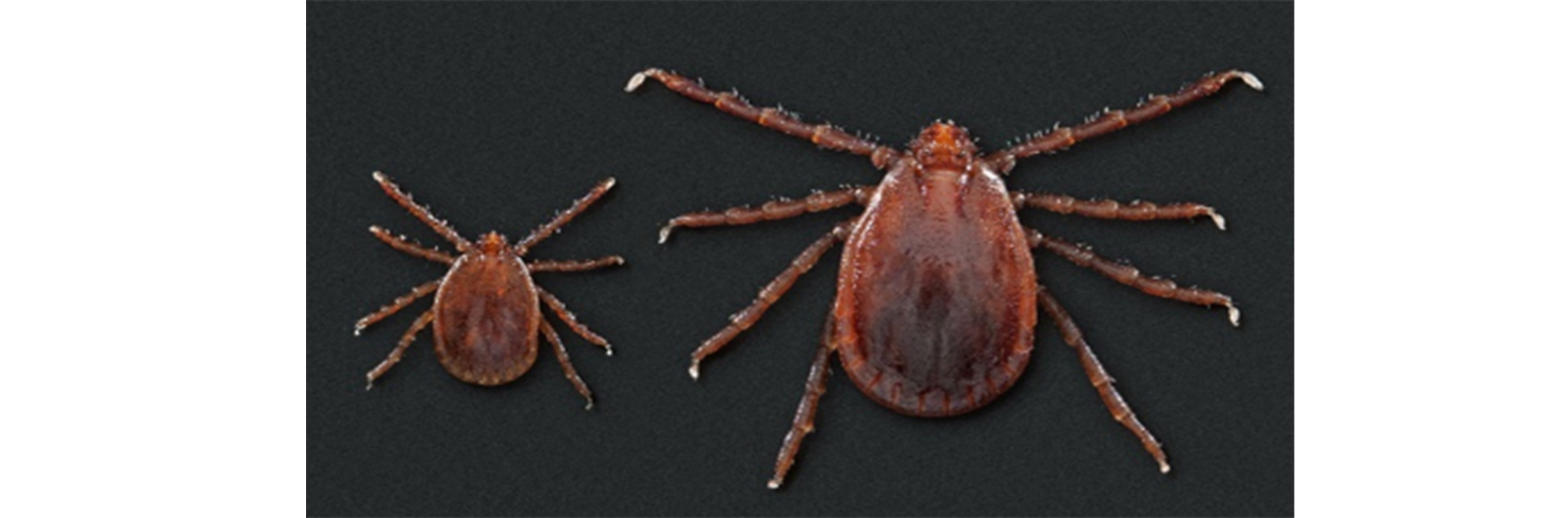 Picture of Aisan Longhorned Tick