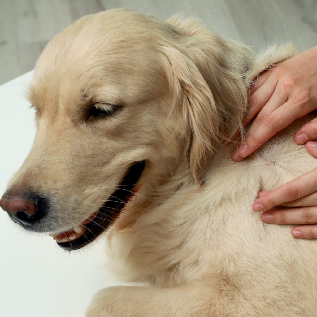 Photo of women check dog for ticks.