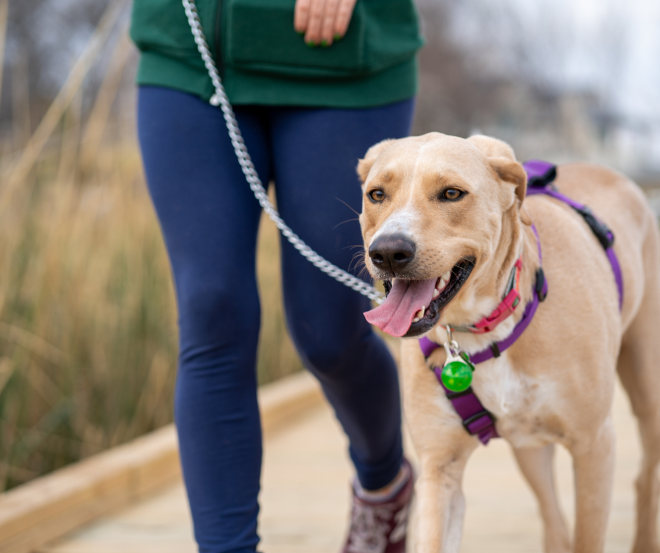 = Người đang dắt chó đi dạo