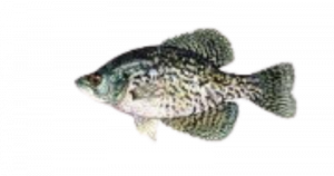 Photo of a Black Crappie