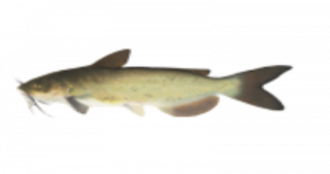 Photo of a Channel Catfish