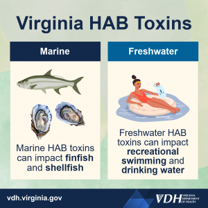 해양 유해 조류의 독소는 어패류와 조개류에 영향을 미칠 수 있습니다. 담수 유해 조류 번식 독소는 레크리에이션 수영과 식수에 영향을 미칠 수 있습니다.