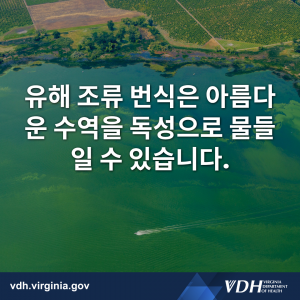 유해 조류 번식은 아름다운 수역을 독성으로 물들일 수 있습니다.