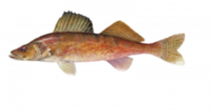 Photo of Walleye
