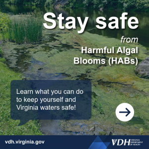 본문: 유해 조류 번식(HAB)으로부터 안전 유지 - 자신과 Virginia 해역을 안전하게 지키기 위해 할 수 있는 일에 대해 알아보세요.