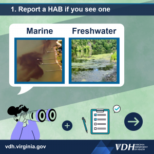 해로운 조류가 번식하는 것을 발견하면 신고하세요. 이미지: 해양 및 담수 꽃 사진