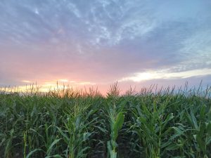 This photo taken by Patricia Whitley of a corn field in Eastern Shore, VA was submitted to the 2021 VA-SORH Photo Contest.