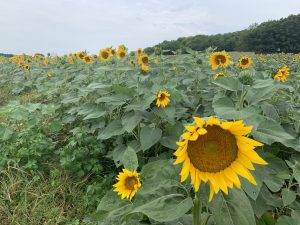 This photo taken by Laura Trull of a sunflower field in Rapidan, VA was submitted to the 2021 VA-SORH Photo Contest.