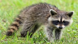 Rabies - Chesterfield Health District